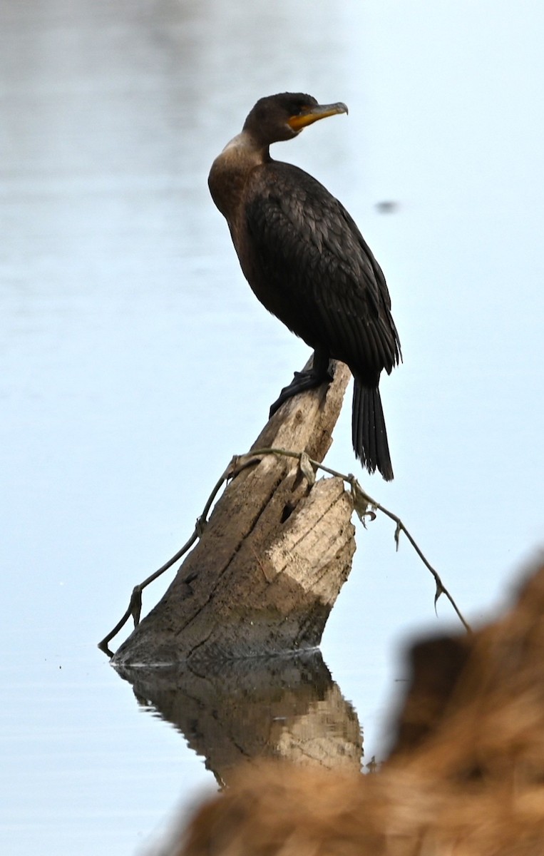 Баклан вухатий - ML646358900