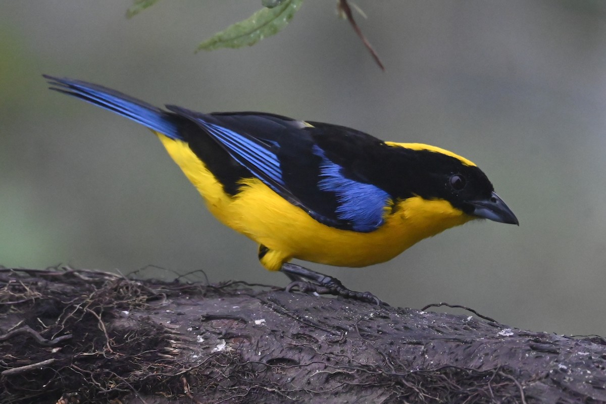 Blue-winged Mountain Tanager - ML646358905