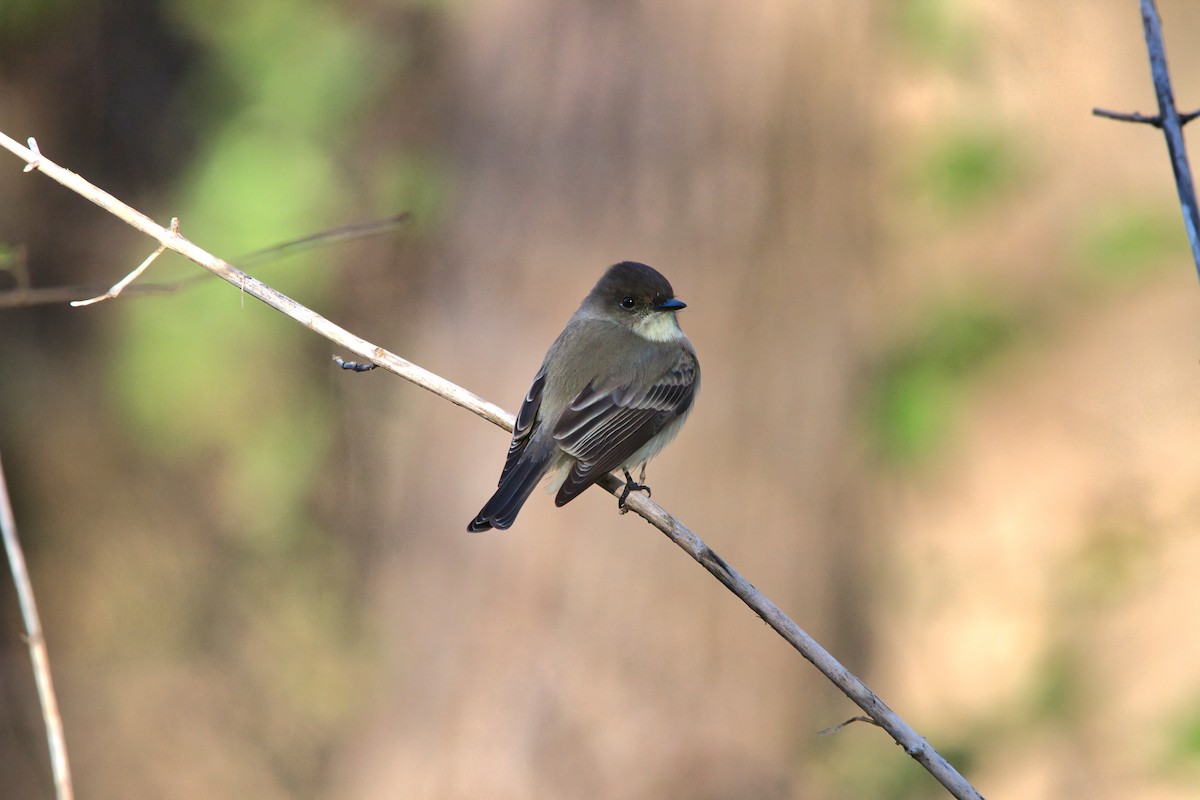 Eastern Phoebe - ML646358906