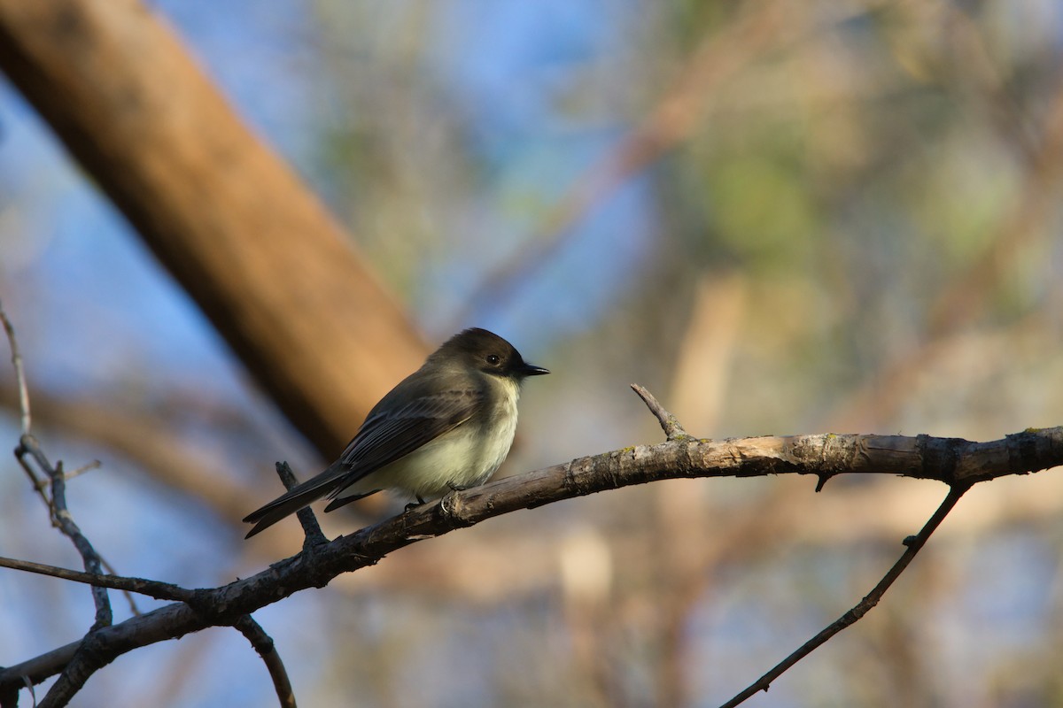 Eastern Phoebe - ML646358908