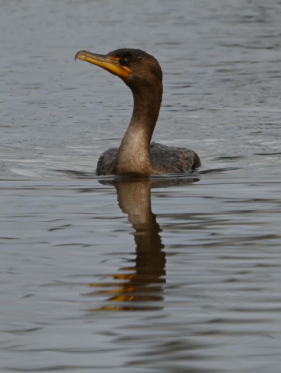Баклан вухатий - ML646358909