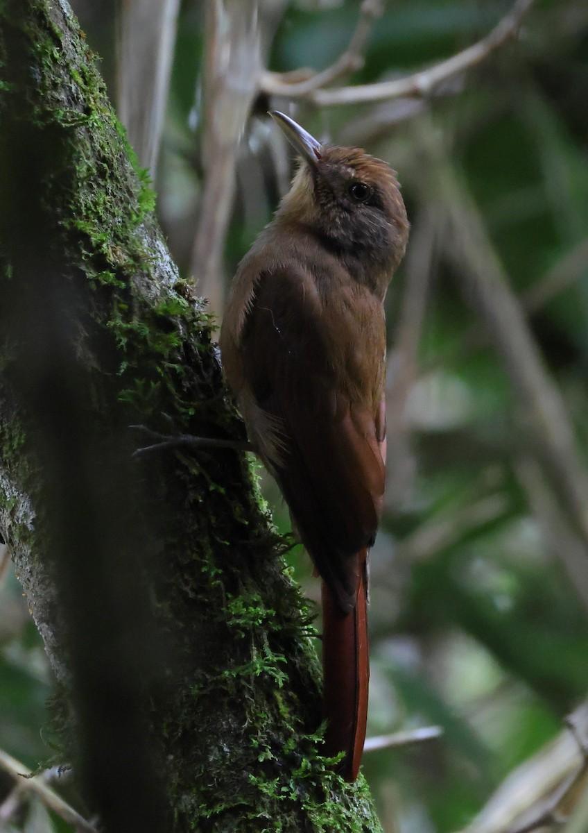 Грімпар бурий - ML646358911