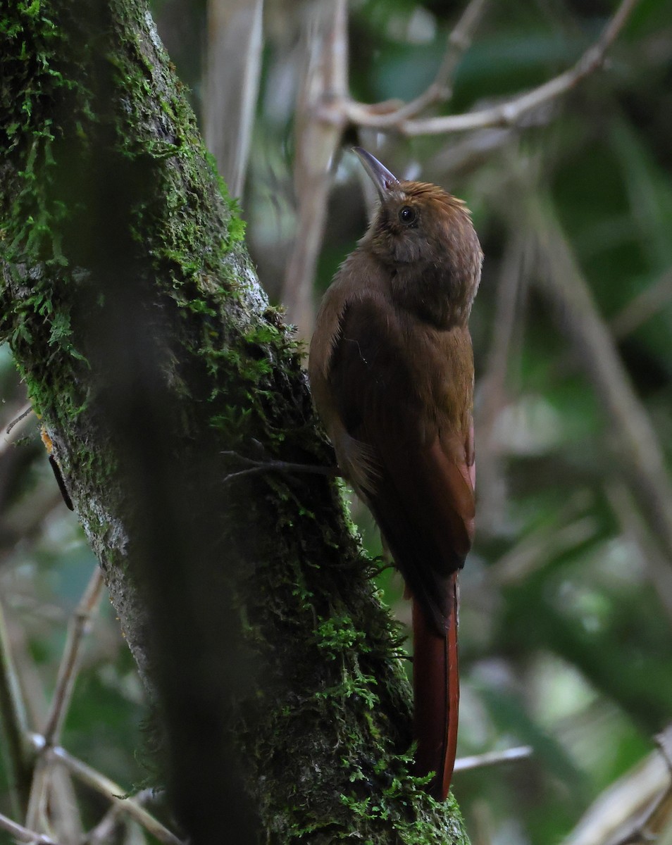 Грімпар бурий - ML646358912