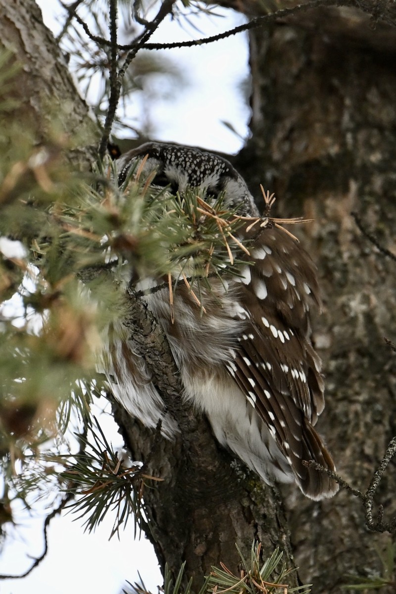 Boreal Owl - ML646358913