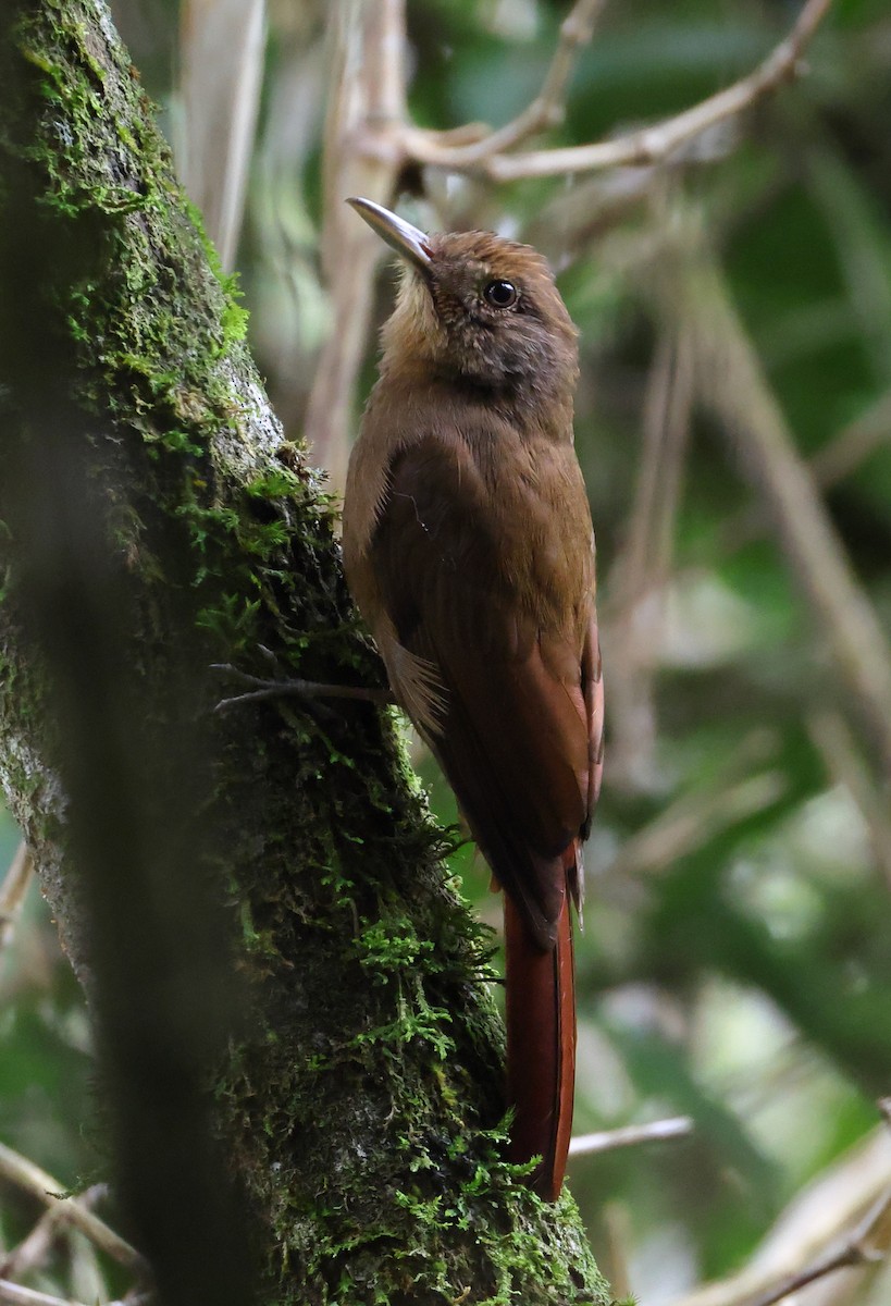 Грімпар бурий - ML646358914