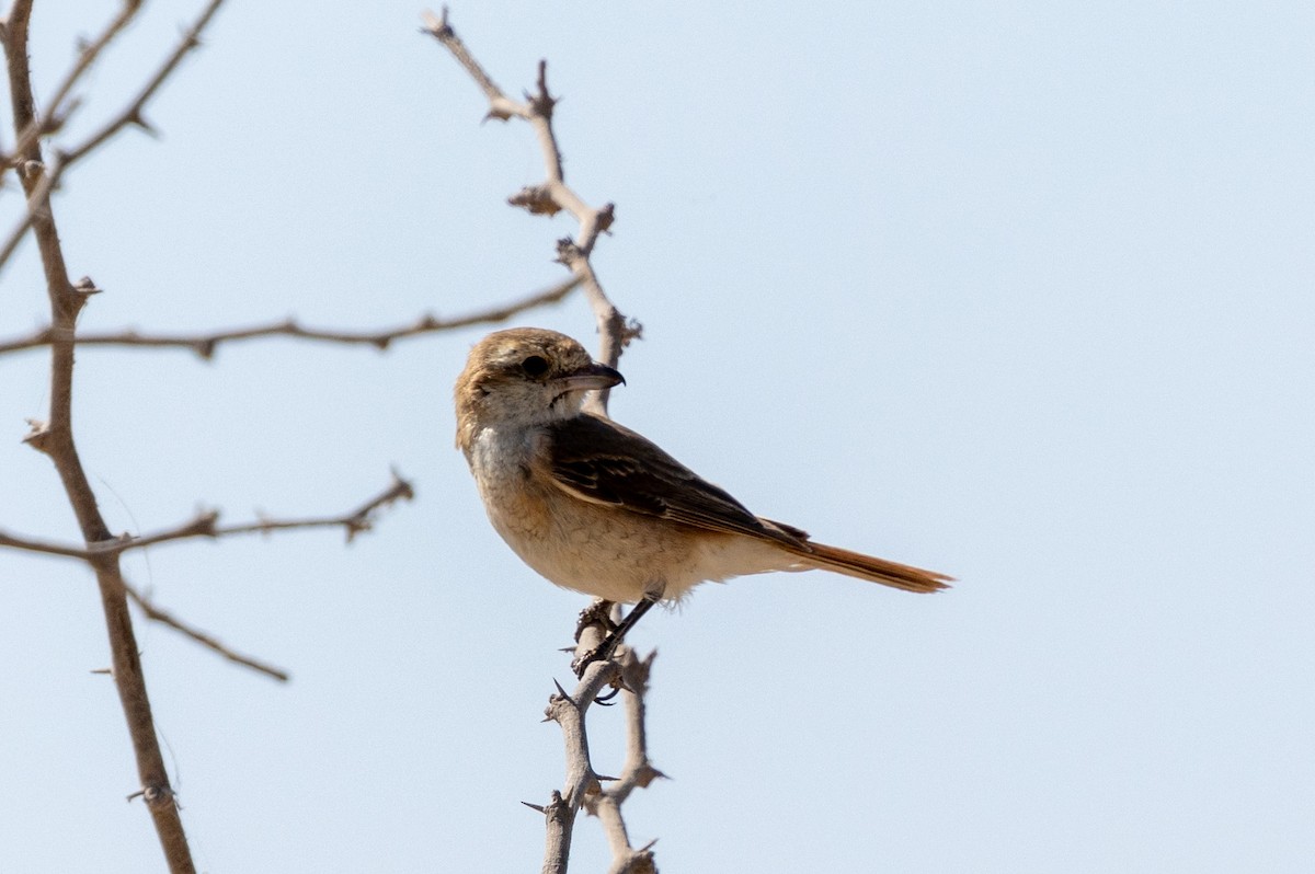 Red-tailed Shrike - ML646358915