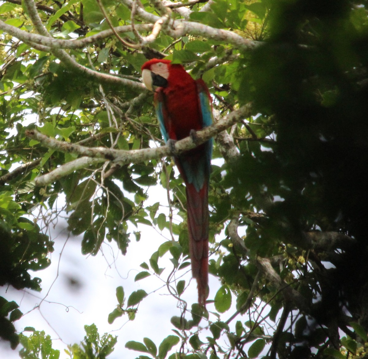 Red-and-green Macaw - ML646358916