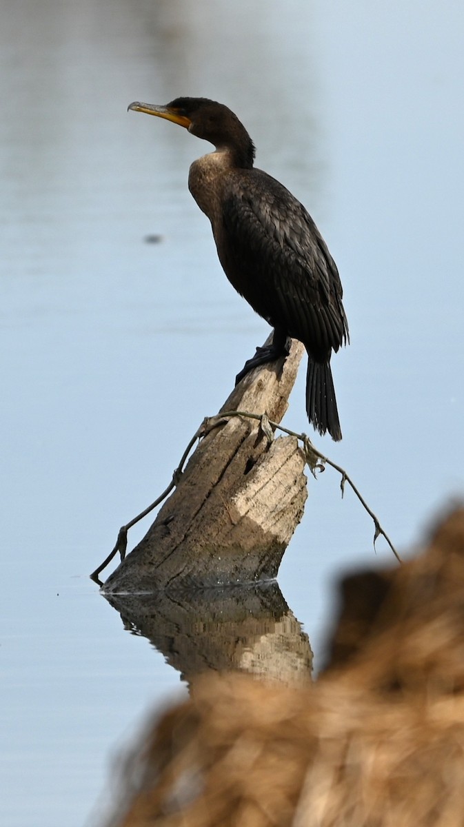 Double-crested Cormorant - ML646358917