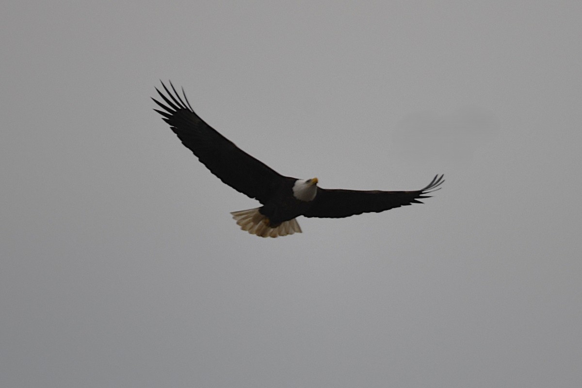 Bald Eagle - ML646358918