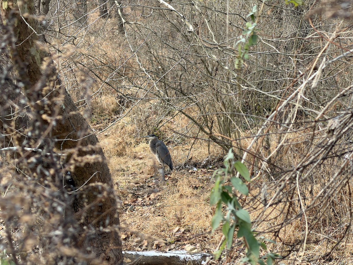 Great Blue Heron - ML646358919