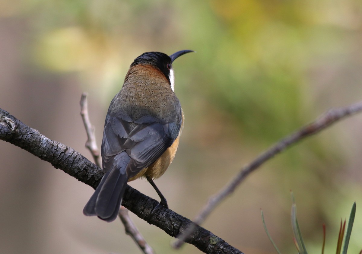 Eastern Spinebill - ML646358920
