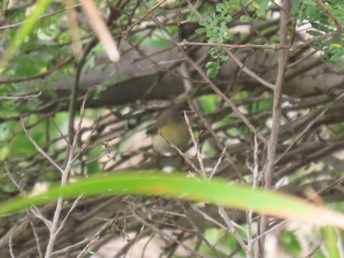American Redstart - ML646358921