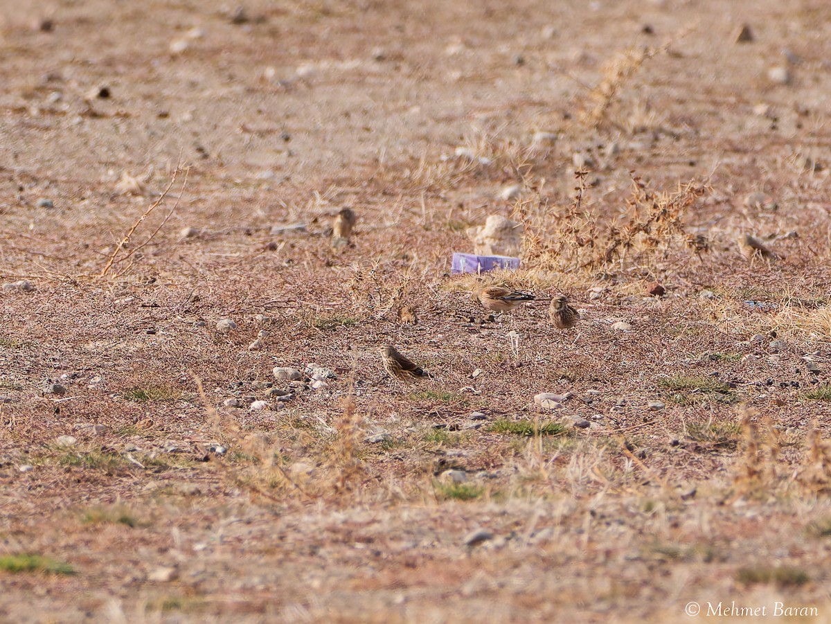 Eurasian Linnet - ML646358922