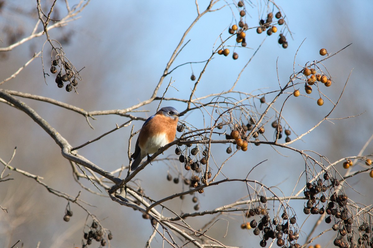 Eastern Bluebird - ML646358924