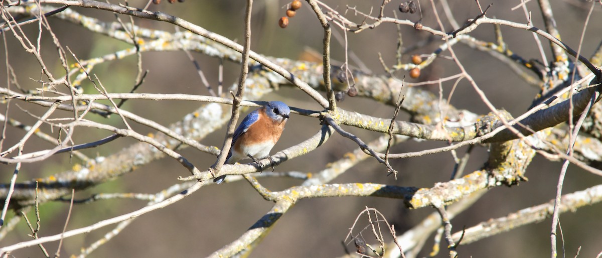 Eastern Bluebird - ML646358925