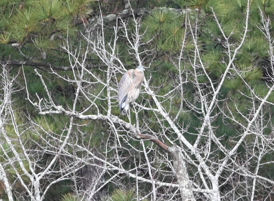 Great Blue Heron - ML646358926