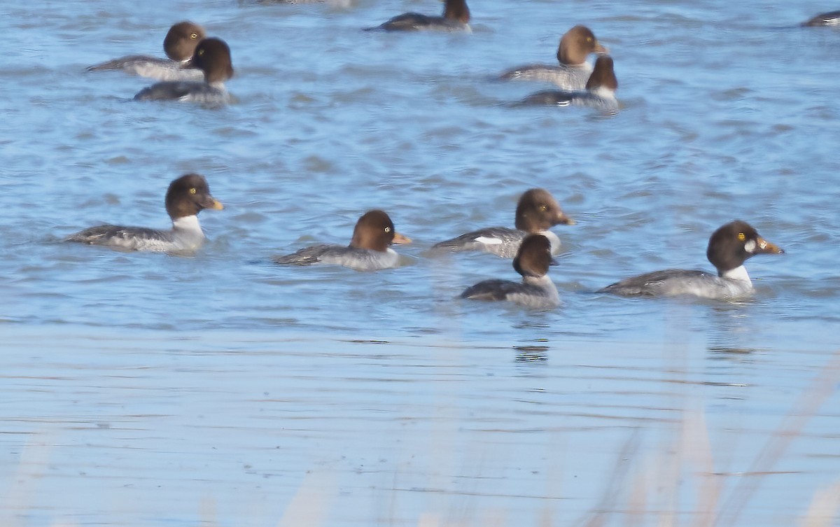Common Goldeneye - ML646358927
