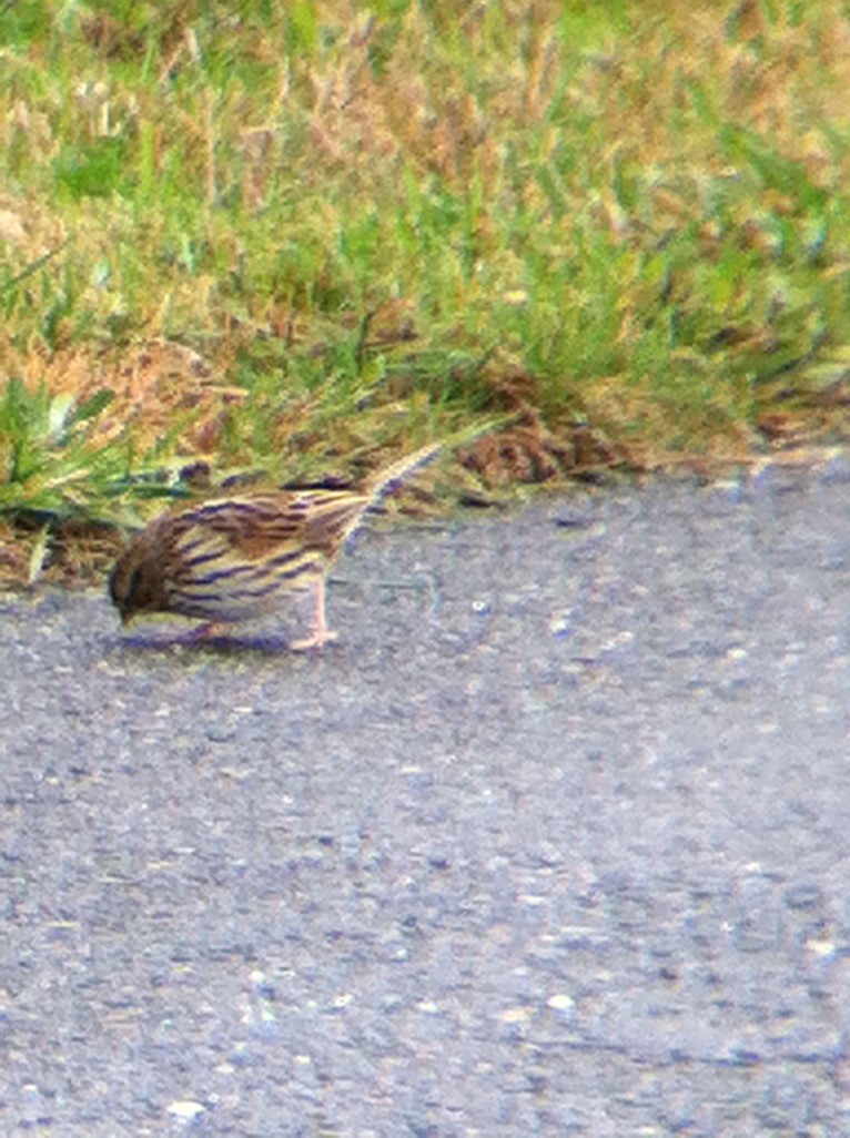 サバンナシトド - ML646358930