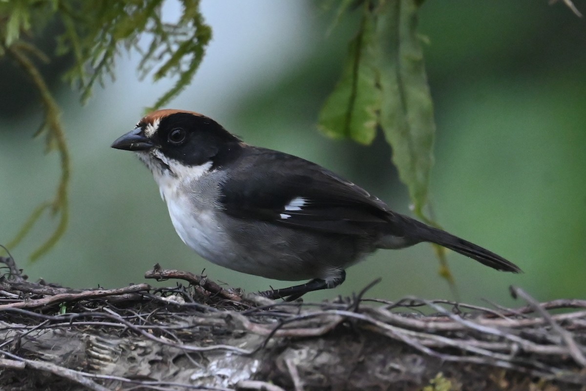 White-winged Brushfinch - ML646358942
