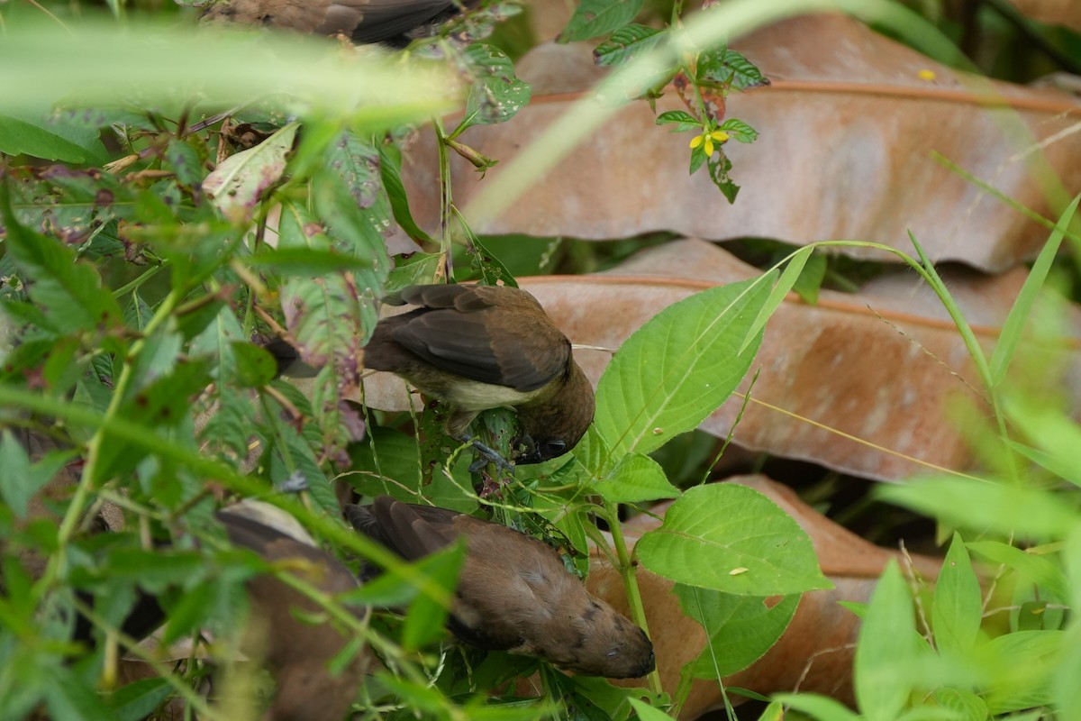 javanonne - ML646358944