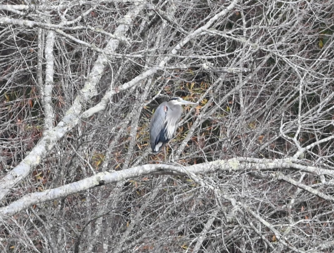 Great Blue Heron - ML646358945