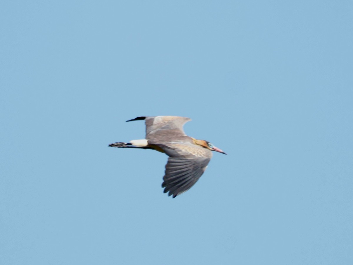 volavka hvízdavá - ML646358946