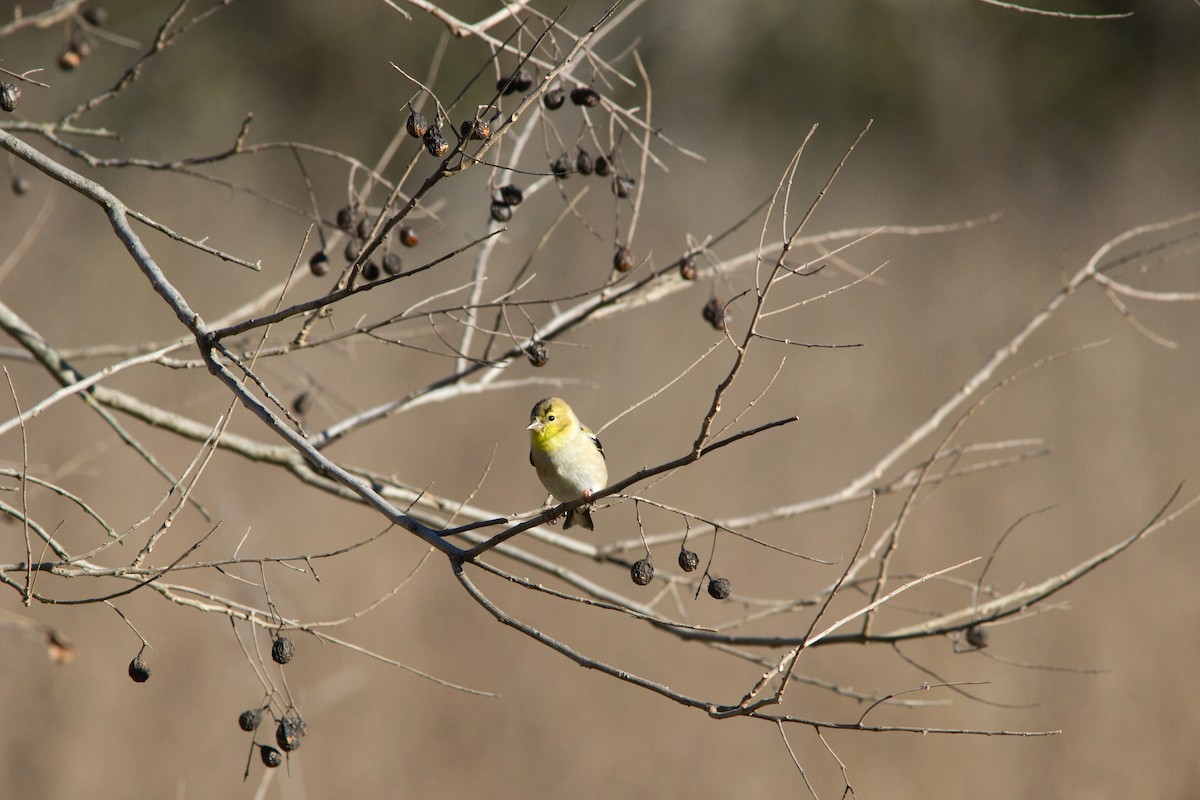 American Goldfinch - ML646358960