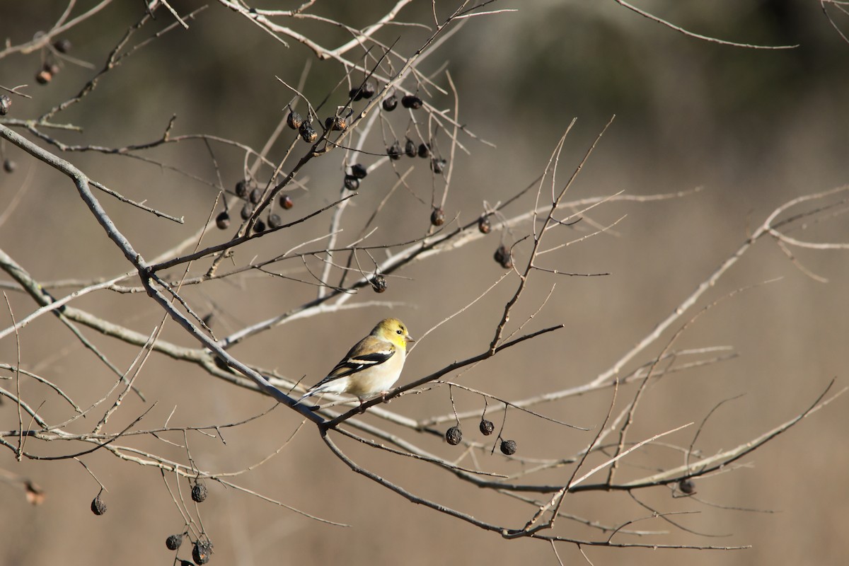 American Goldfinch - ML646358961