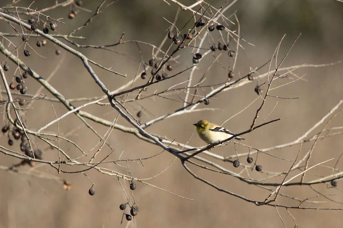 American Goldfinch - ML646358962