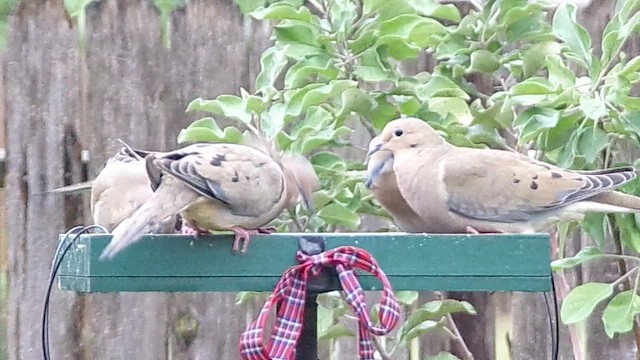 Mourning Dove - ML646358966