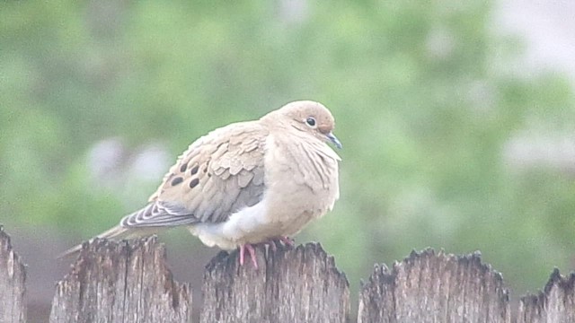 Mourning Dove - ML646358968