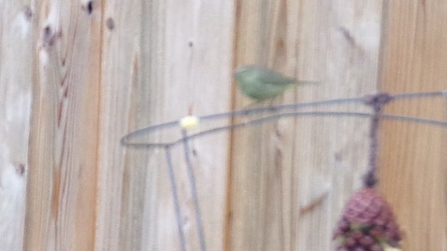 Orange-crowned Warbler - ML646358969