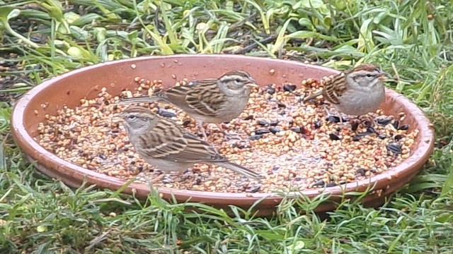 Chipping Sparrow - ML646358970