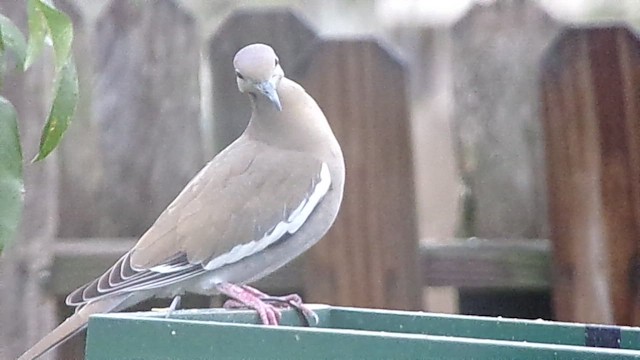 White-winged Dove - ML646358971