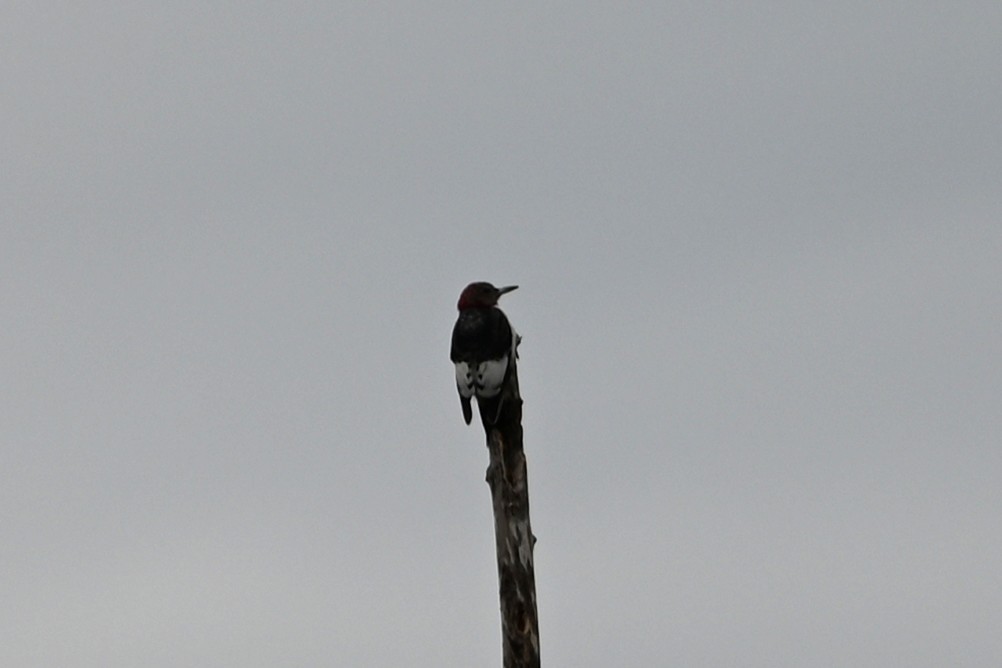 Red-headed Woodpecker - ML646358972
