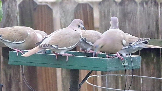 White-winged Dove - ML646358973