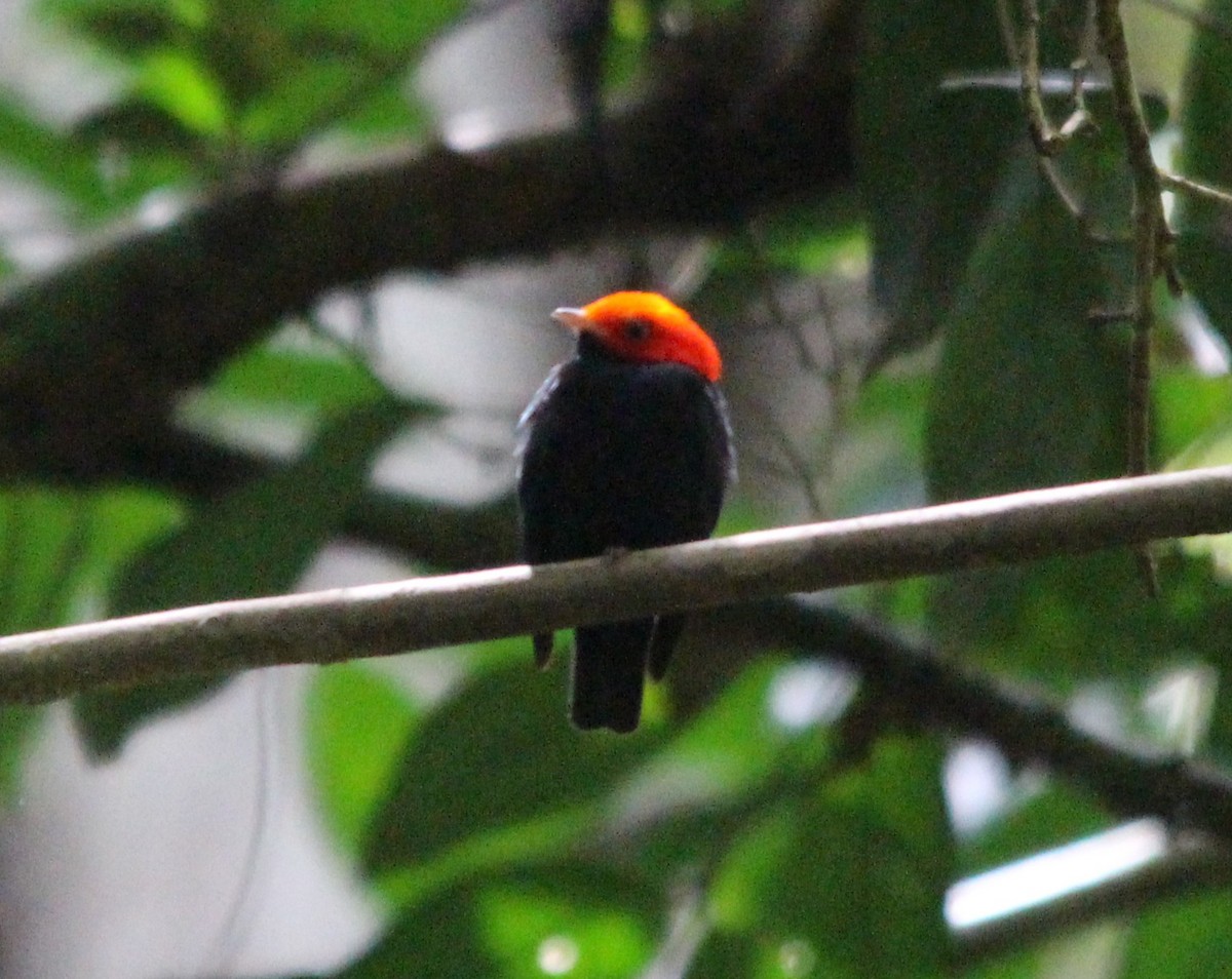 Red-headed Manakin - ML646358976