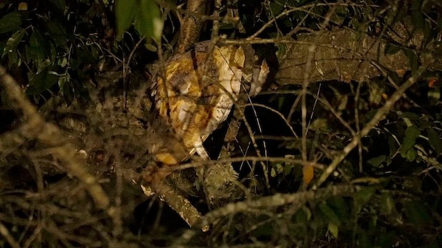 American Barn Owl - ML646358977