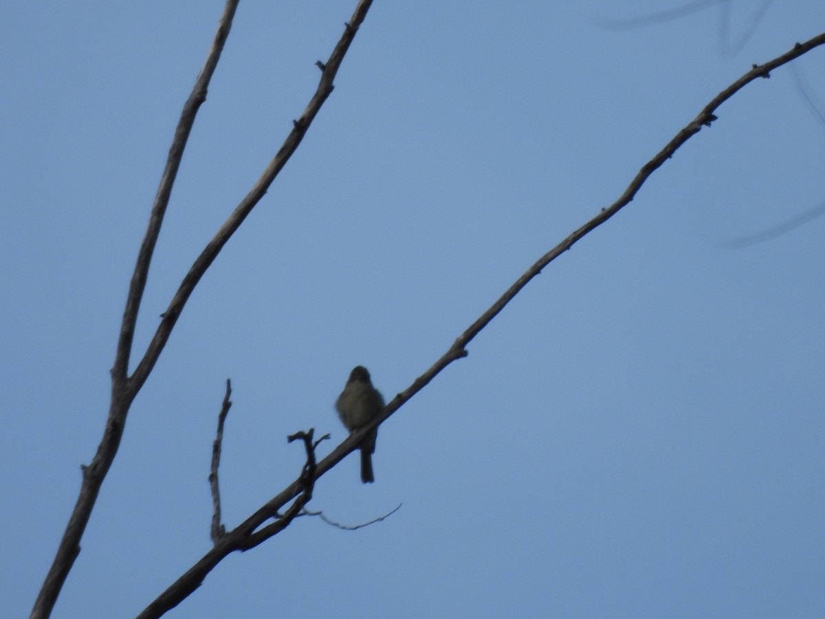 Greater Pewee - ML646358979
