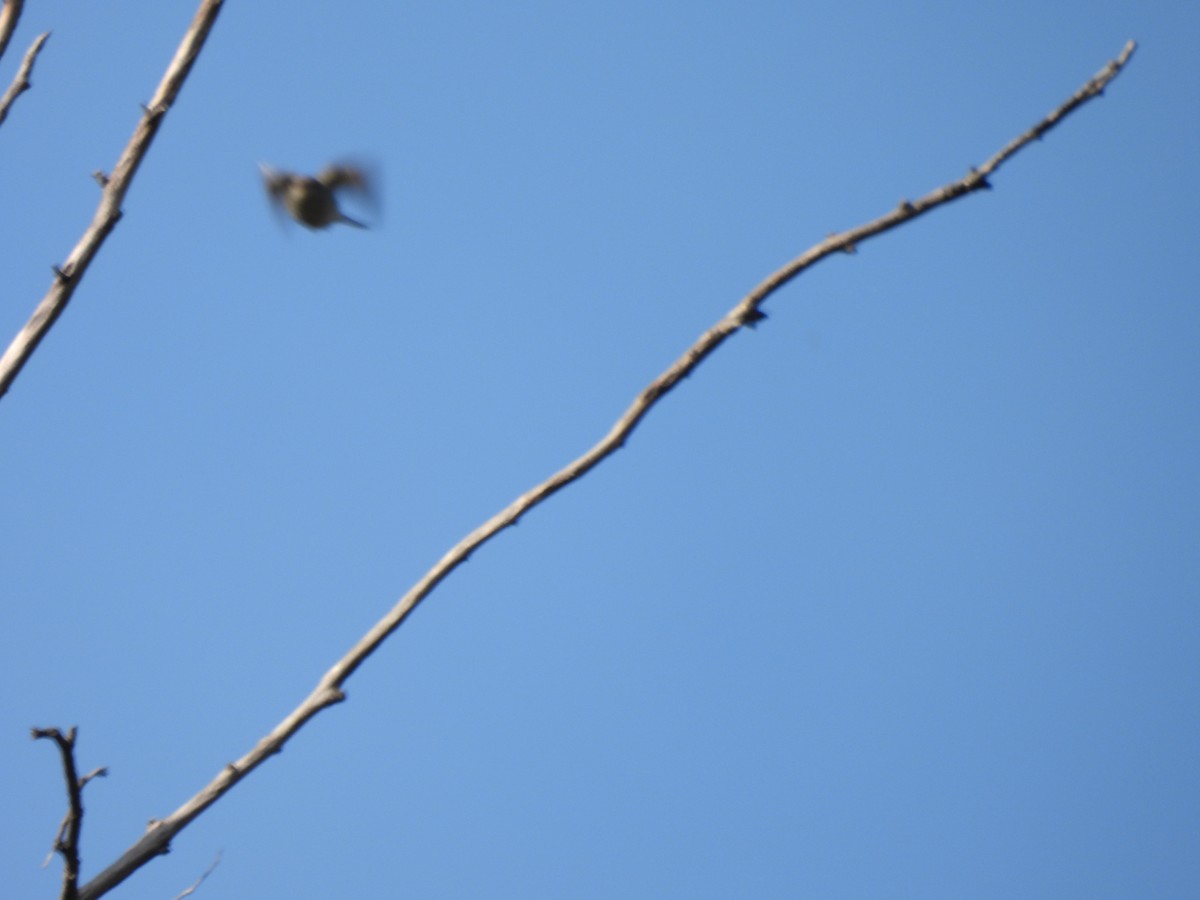 Greater Pewee - ML646358981