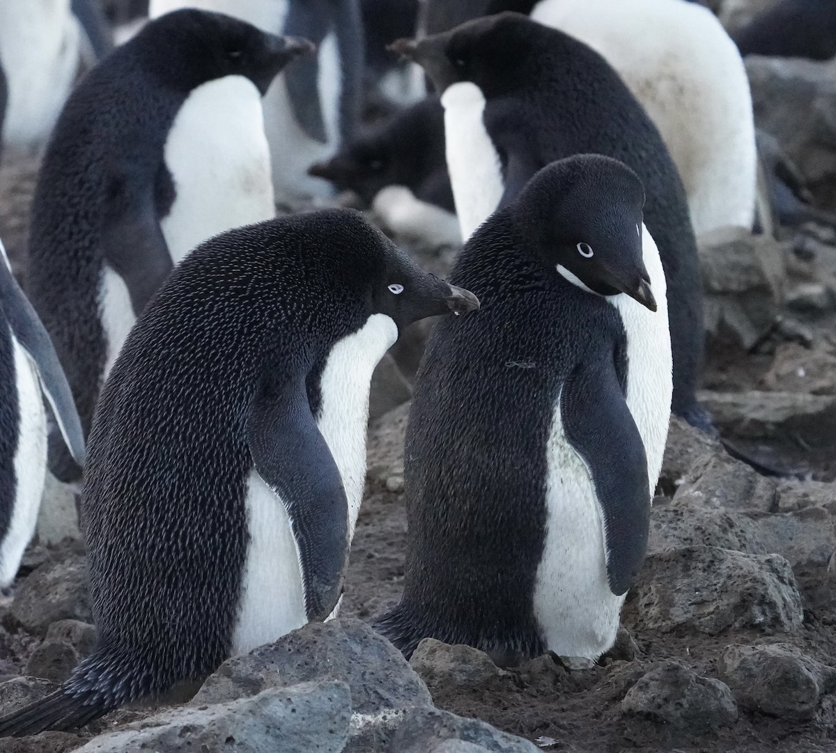 Adelie Penguin - ML646358984