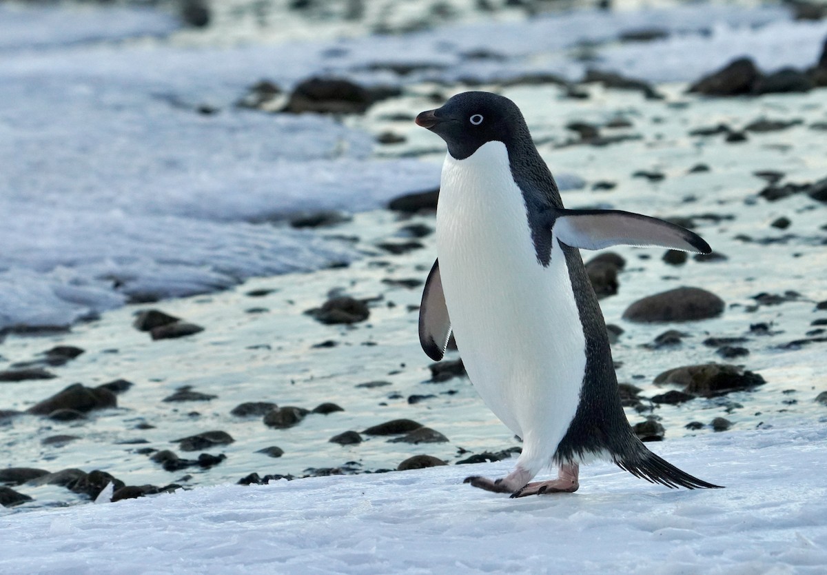 Adelie Penguin - ML646358985