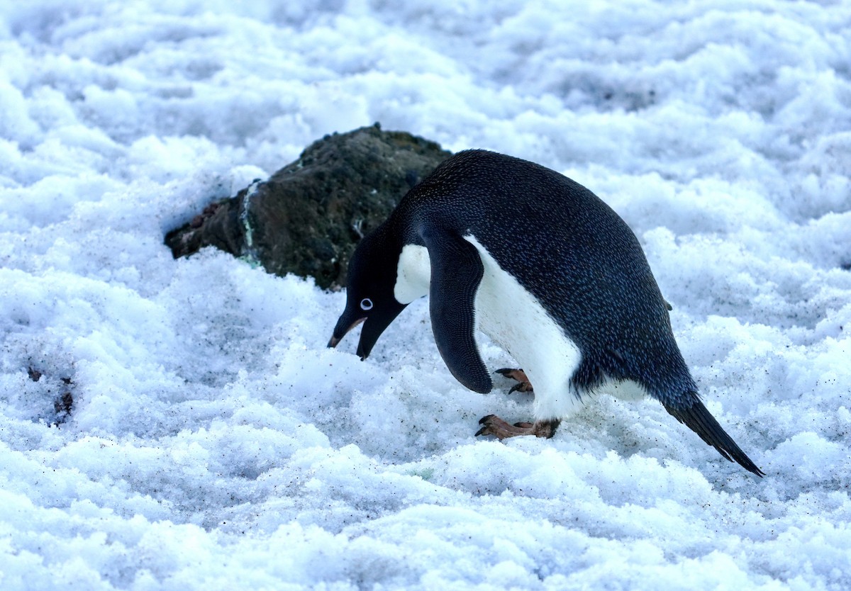 Adelie Penguin - ML646358986