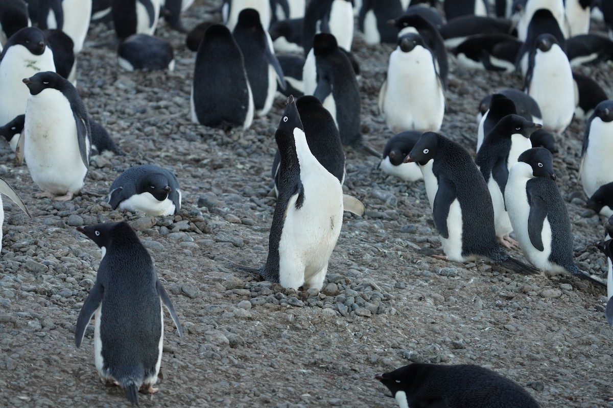 Adelie Penguin - ML646358988