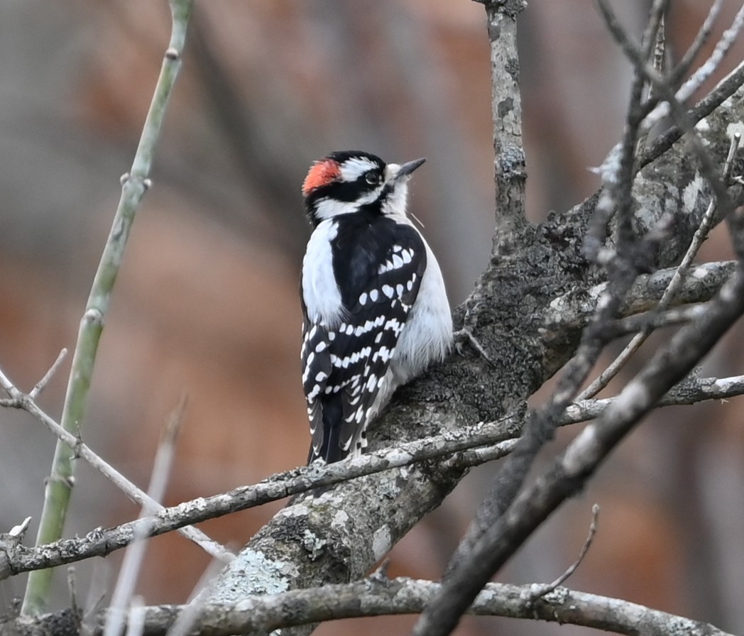 Downy Woodpecker - ML646358995
