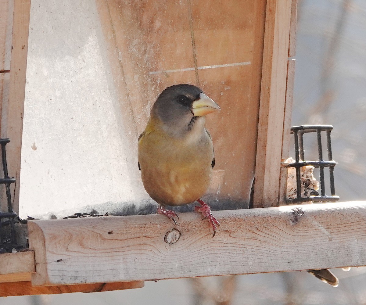 Evening Grosbeak - ML646358996