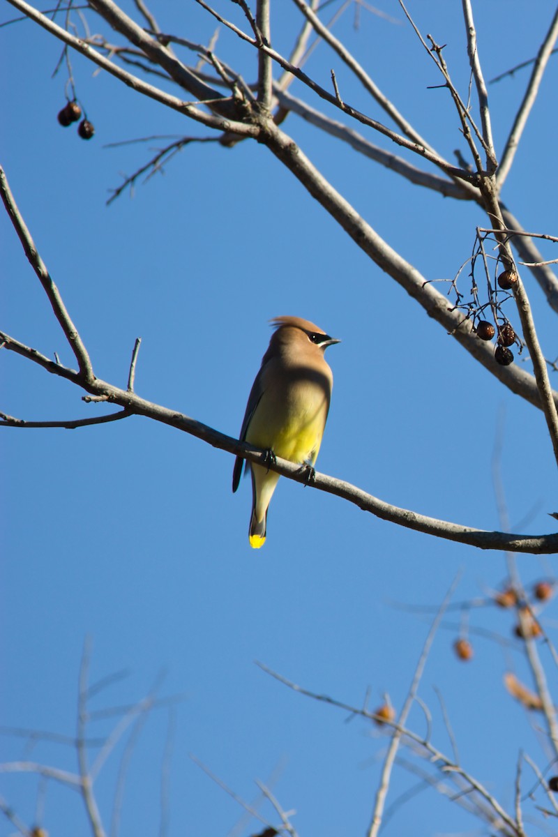 Cedar Waxwing - ML646358997