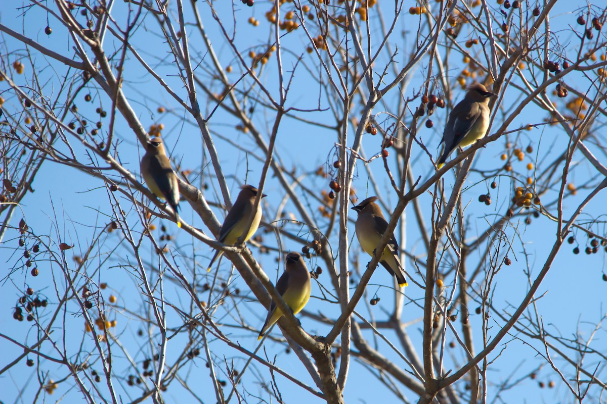 Cedar Waxwing - ML646358998