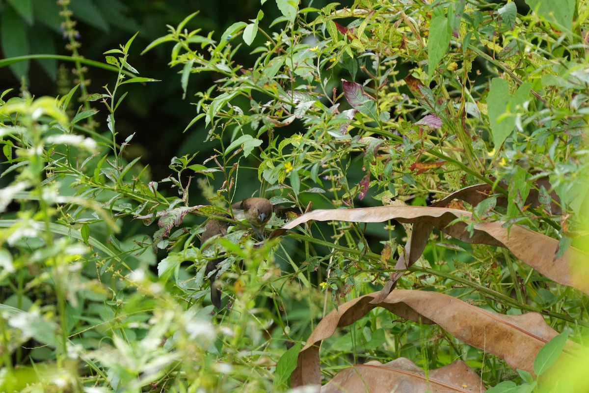 javanonne - ML646358999