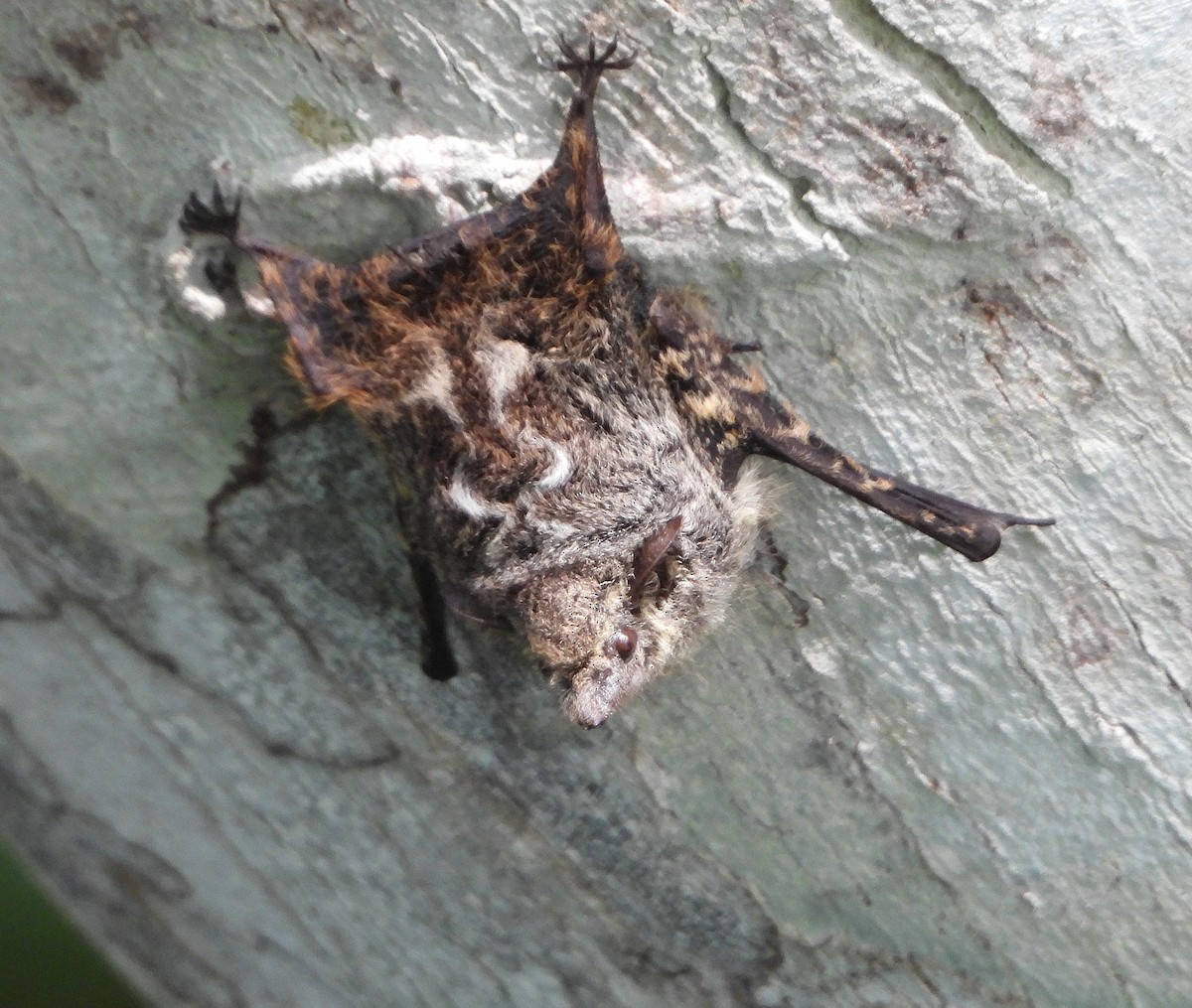 Proboscis Bat - ML646359000